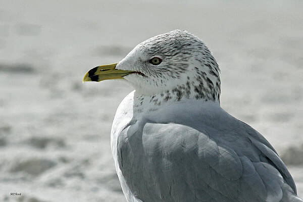 Wall Art - Photograph - Vanderbilt Beach Seagull - Admiring the Views  by Ronald Reid