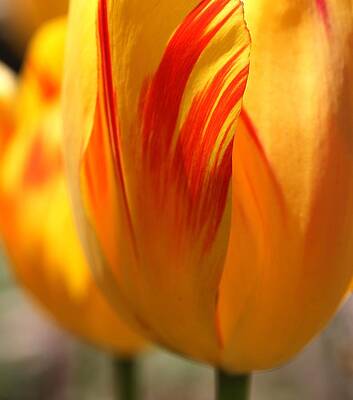Wall Art - Photograph - Variegated Tulip by Andrea Lazar
