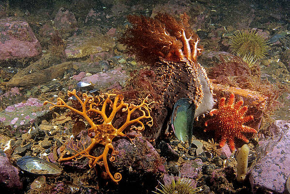 Wall Art - Photograph - Various Echinoderms by Andrew J. Martinez