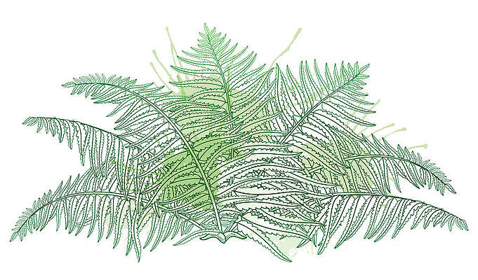 Vector Drawing Of Outline Fossil Forest Print by Bokasana