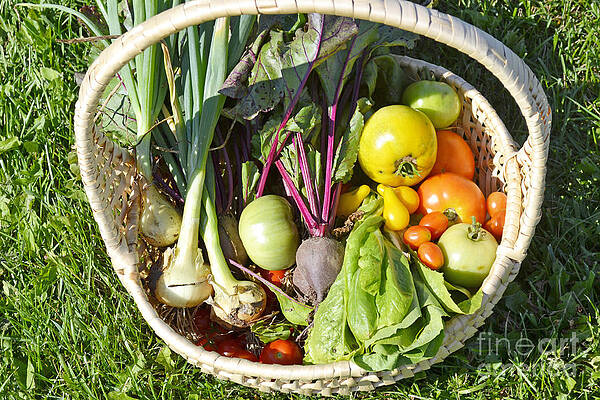 Veggie Delight by Traci Cottingham Veggie Delight by Traci Cottingham