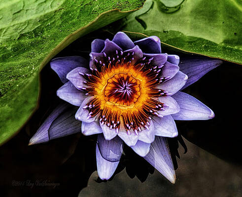 Veiled Lily by Lucy VanSwearingen Veiled Lily by Lucy VanSwearingen