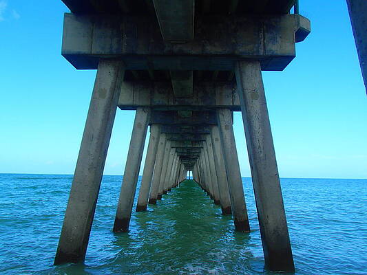 Venice Pier  by Jessica Marcinczyk