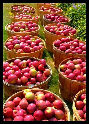 Vermont Apples by Jolene Ciosek