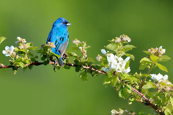Vibrance of Spring by Rob Blair Vibrance of Spring by Rob Blair