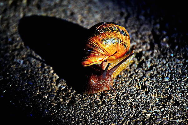 Vibrant Snail by Christina Ochsner Vibrant Snail by Christina Ochsner