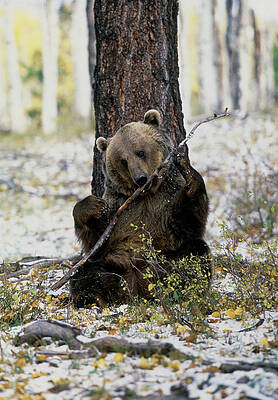 Wall Art - Photograph - View Of A Brown Bear Gnawing On A Branch by Science Photo Library