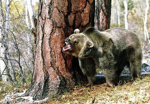 Wall Art - Photograph - View Of Brown Bear Growling At The Base Of A Tree by Science Photo Library