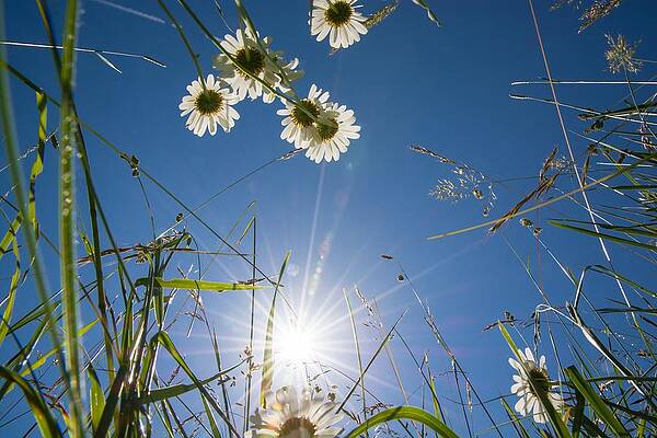 Wall Art - Photograph - View up in a flower meadow by Andreas Berthold