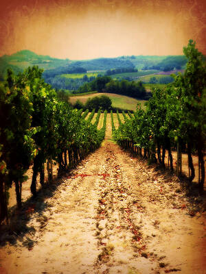 Wall Art - Photograph - Vigneto Toscana by Micki Findlay