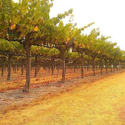 Wall Art - Photograph - Vines Aligned by CML Brown