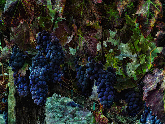 Vineyard Grapes on Vine Number Three by Bob Coates Vineyard Grapes on Vine Number Three by Bob Coates