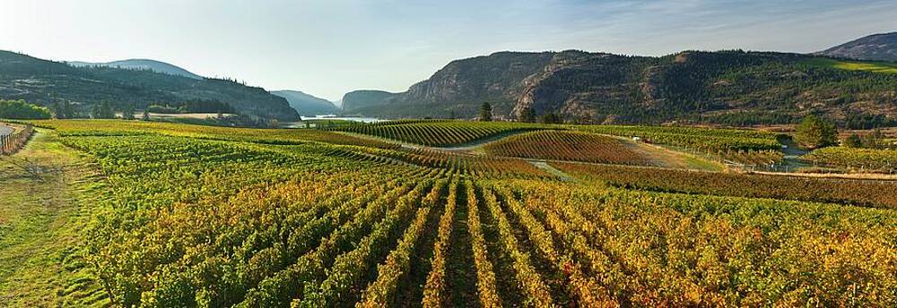 Wall Art - Photograph - Vineyard In Autumn by Science Photo Library