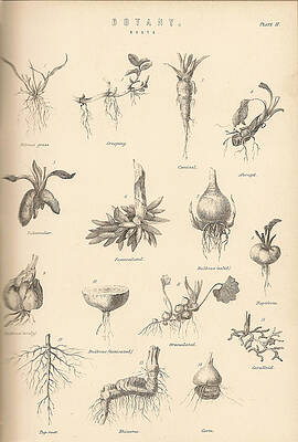 Nature Digital Art - Vintage Botany by Georgia Clare