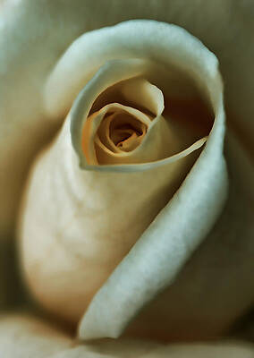 Grandeur Ivory Rose Flower Photograph by Jennie Marie Schell - Fine Art  America