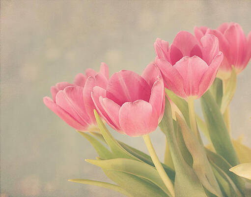Wall Art - Photograph - Vintage Pink Tulips by Kim Hojnacki