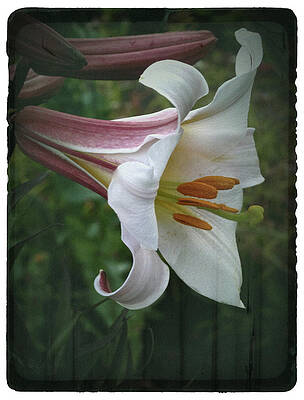 Wall Art - Photograph - Vintage Summer Lily by Richard Cummings