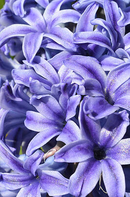 Violets by Dan Marasco