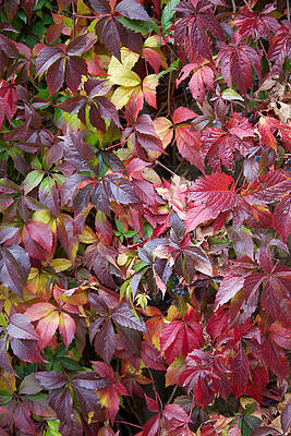 Virginia in Autumn by MARK EGERTON Virginia in Autumn by MARK EGERTON