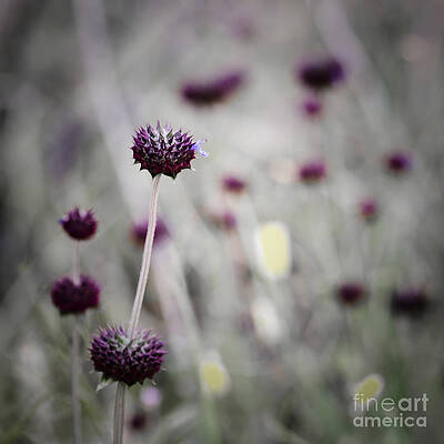 Wall Art - Photograph - Visualization by Tamara Becker