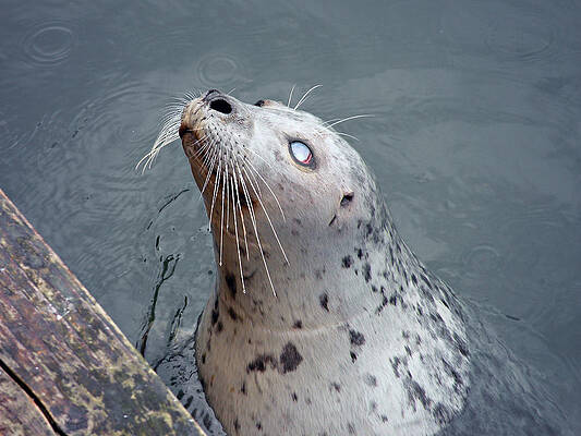 Wall Art - Photograph - Waiting For a Snack by Micki Findlay