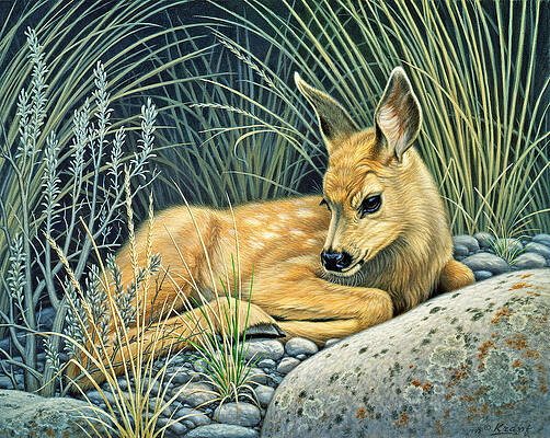 Mule Deer Fawn - Laying Down Beach Towel by Marilyn Burton - Fine Art  America