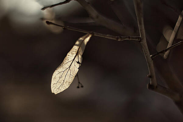 Wall Art - Photograph - Waiting for Spring by Jakub Sisak