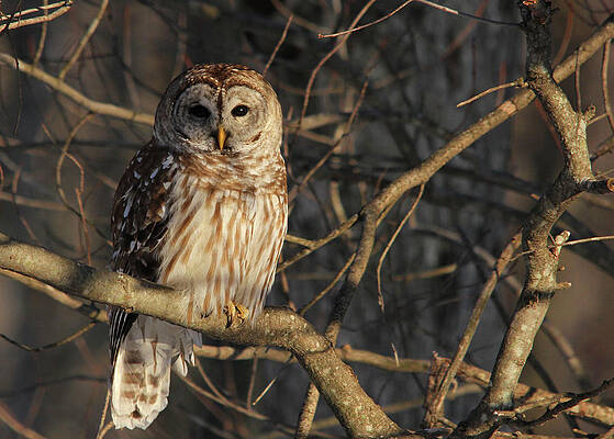 Waiting for Supper by Lori Deiter Waiting for Supper by Lori Deiter