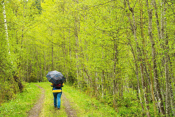 Wall Art - Photograph - Walk in the bright green forest in early spring by Matthias Hauser