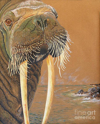 Walrus by Nancy Parsons Walrus by Nancy Parsons