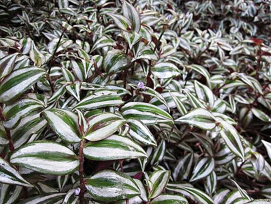 Wall Art - Photograph - Wandering Jew Plant by MTBobbins Photography