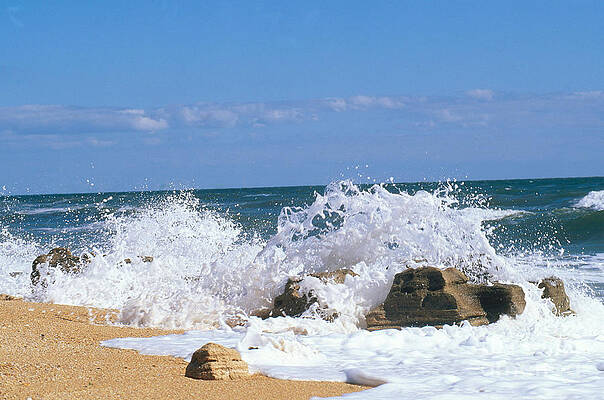 Wall Art - Photograph - Washington Oaks State Park, Fla by Millard H. Sharp