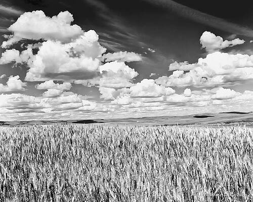Washington Wheat by David Simmer Washington Wheat by David Simmer