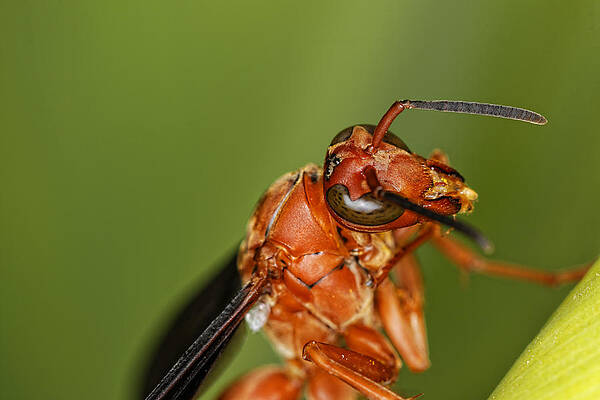 Wall Art - Photograph - Wasp 1 by Jonathan Davison