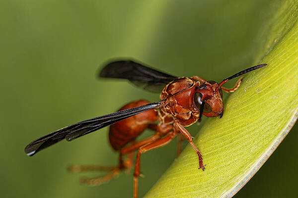Wall Art - Photograph - Wasp 2 by Jonathan Davison