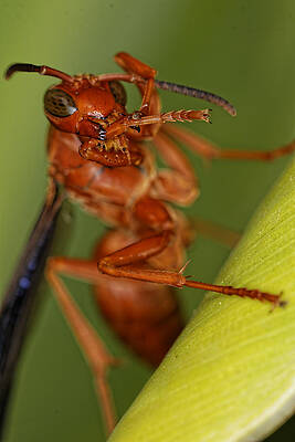 Wall Art - Photograph - Wasp 3 by Jonathan Davison