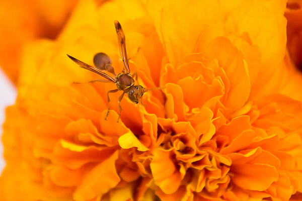 Wall Art - Photograph - Wasp on flower by SAURAVphoto Online Store