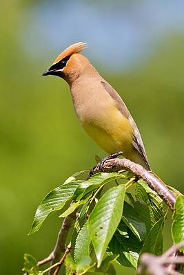 Watchful Cedar Waxwing by Mike Farslow Watchful Cedar Waxwing by Mike Farslow
