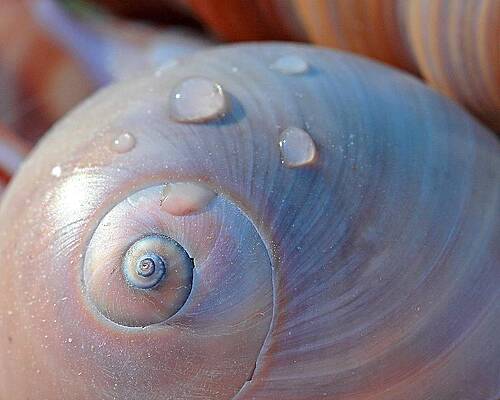 Wall Art - Photograph - Water Drops on Shell by Angela Murdock