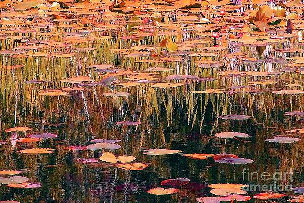 Water Lilies Re Do by Chris Anderson Water Lilies Re Do by Chris Anderson