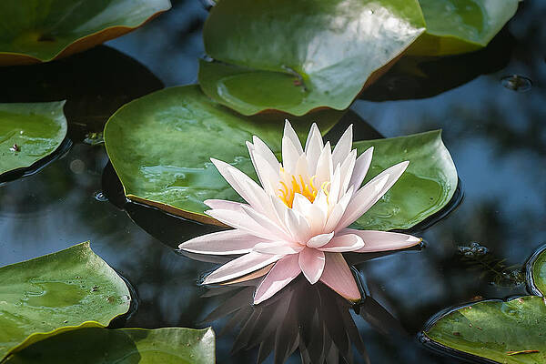 Water Lily and Lily Pads by Donald Spencer Water Lily and Lily Pads by Donald Spencer