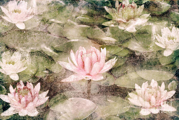 Wall Art - Photograph - Water Lily in lake by Jelena Jovanovic