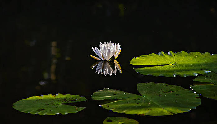 Water Lily Reflection by Michael Whitaker Water Lily Reflection by Michael Whitaker