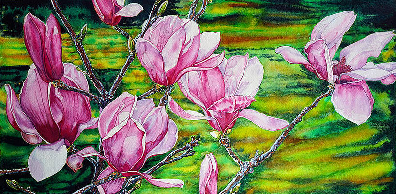 Watercolor Exercise Magnolias by Xavier Francois Watercolor Exercise Magnolias by Xavier Francois