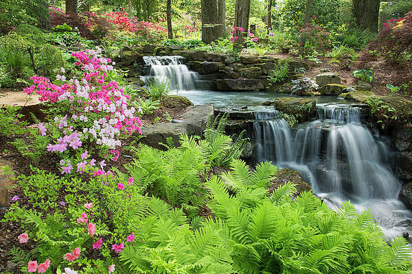 Wall Art - Photograph - Waterfall With Ferns And Azaleas by Richard and Susan Day