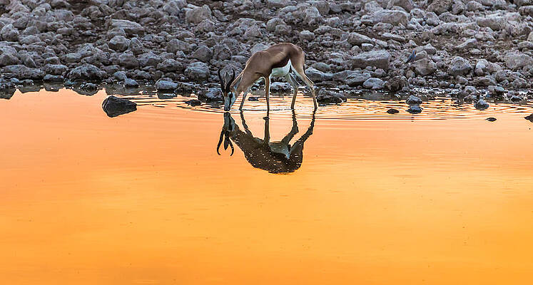 Wall Art - Photograph - Waterhole Sunset - Springbok Antelope Photograph by Duane Miller