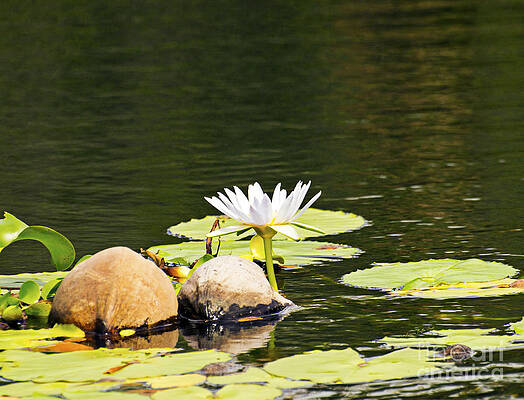 Waterlily and Coconuts by Patricia Griffin Brett Waterlily and Coconuts by Patricia Griffin Brett