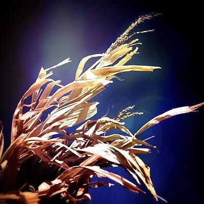 Wall Art - Photograph - Waving Wheat --- Check Out More Of My by Mark David Gerson