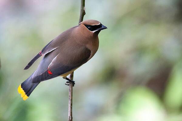 Waxwing On A Wire by Mike Farslow Waxwing On A Wire by Mike Farslow
