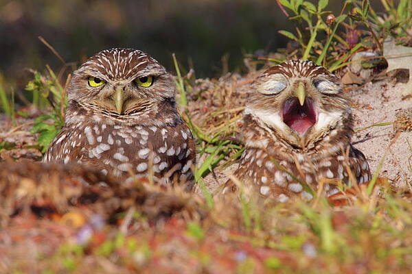 Wall Art - Photograph - We Hate Mornings - Burrowing Owls by Bruce J Robinson